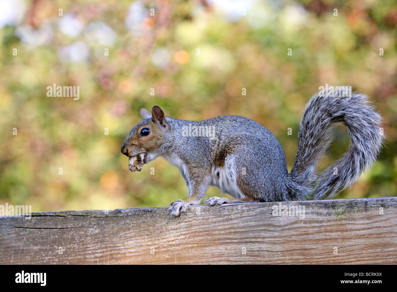 Östliche graue Eichhörnchen Stockfoto