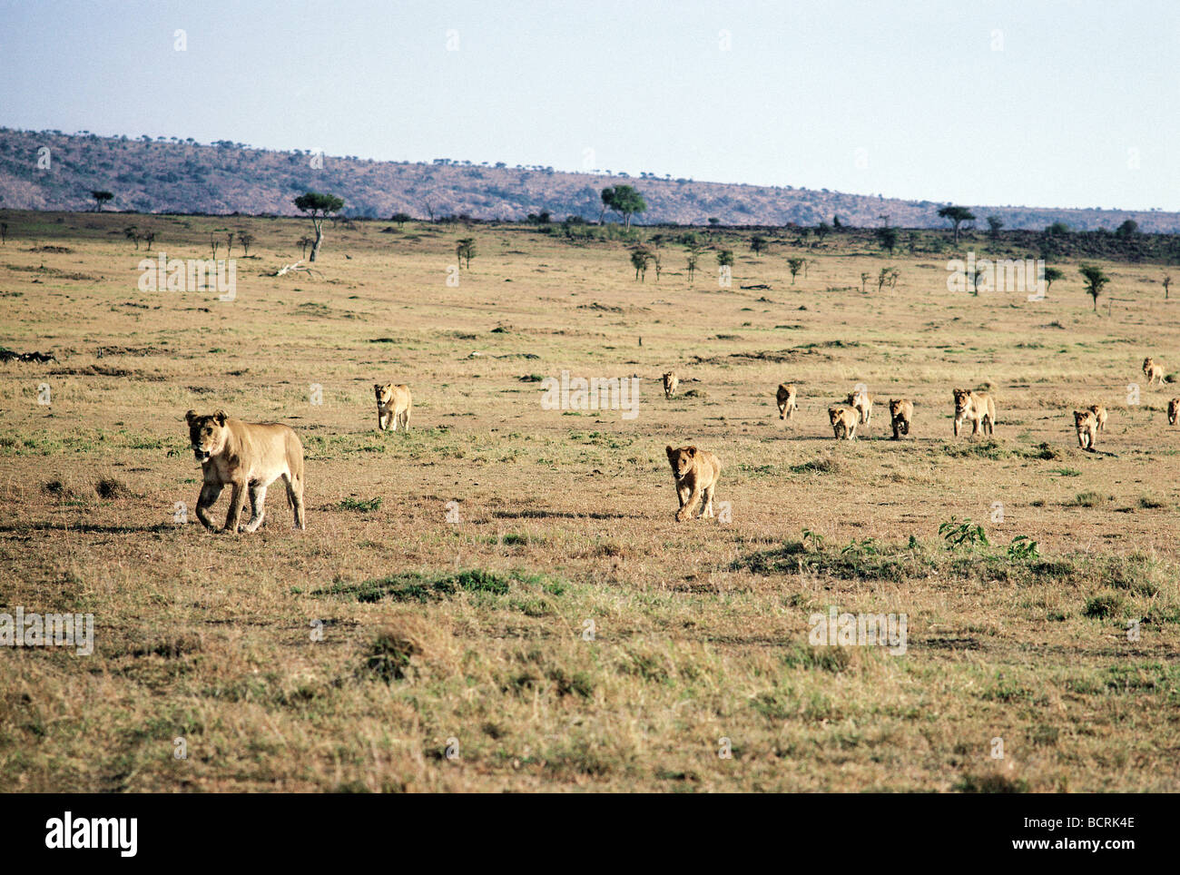 Stolz der dreizehn Löwinnen und jungen Bewegung auf offenen Ebenen Masai Mara National Reserve Kenia in Ostafrika Stockfoto