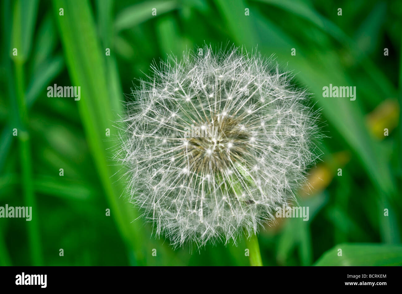 Ein Löwenzahn im Dickicht. Stockfoto