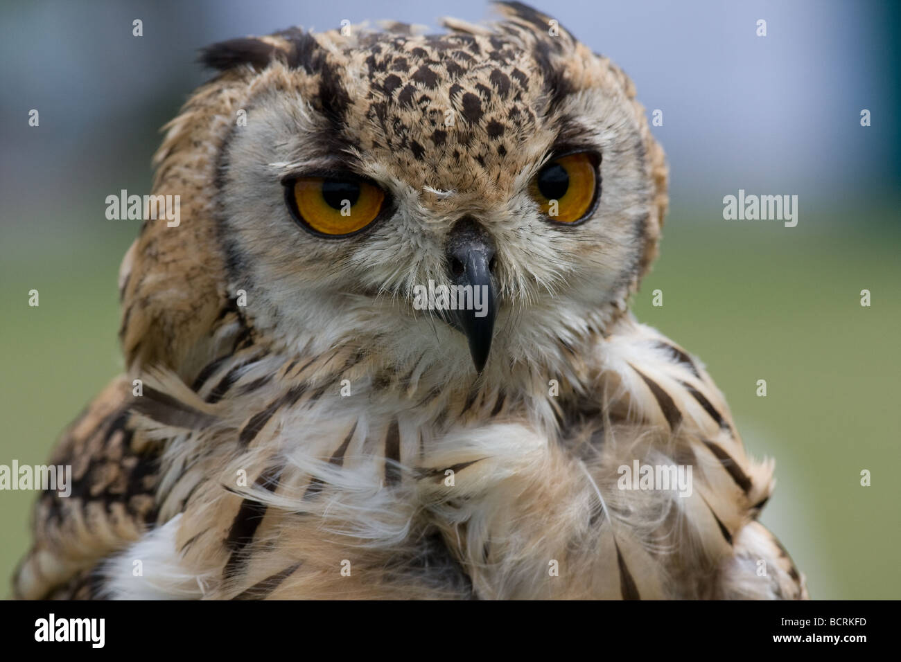 Braun intensiv Bengal indischer Uhu Federn Auge Lambeth Land zeigen, Brockwell Park, Tulse Hill, London, England, UK, Europa Stockfoto