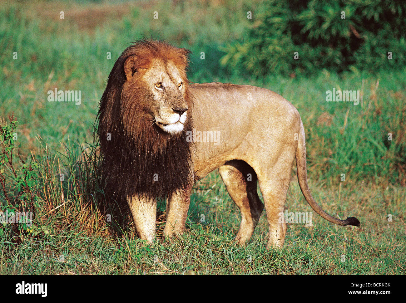 Reifen männlichen Löwen mit schwarzen Mähne Serengeti Nationalpark Tansania Ostafrika Stockfoto