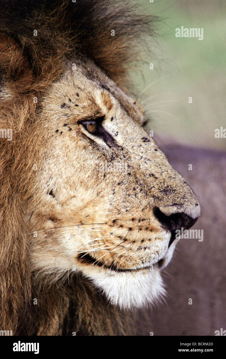 Nahaufnahme Portrait Profil der männlichen Löwen zeigt Zecken auf seinem Gesicht Masai Mara National Reserve Kenia in Ostafrika Stockfoto