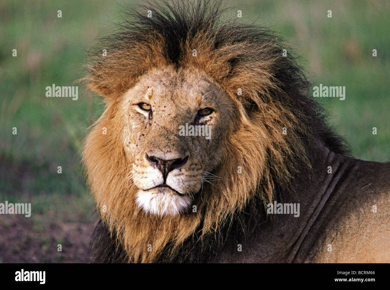 Porträt von erwachsenen männlichen Löwen mit feinen Mähne Masai Mara National Reserve Kenia in Ostafrika Stockfoto