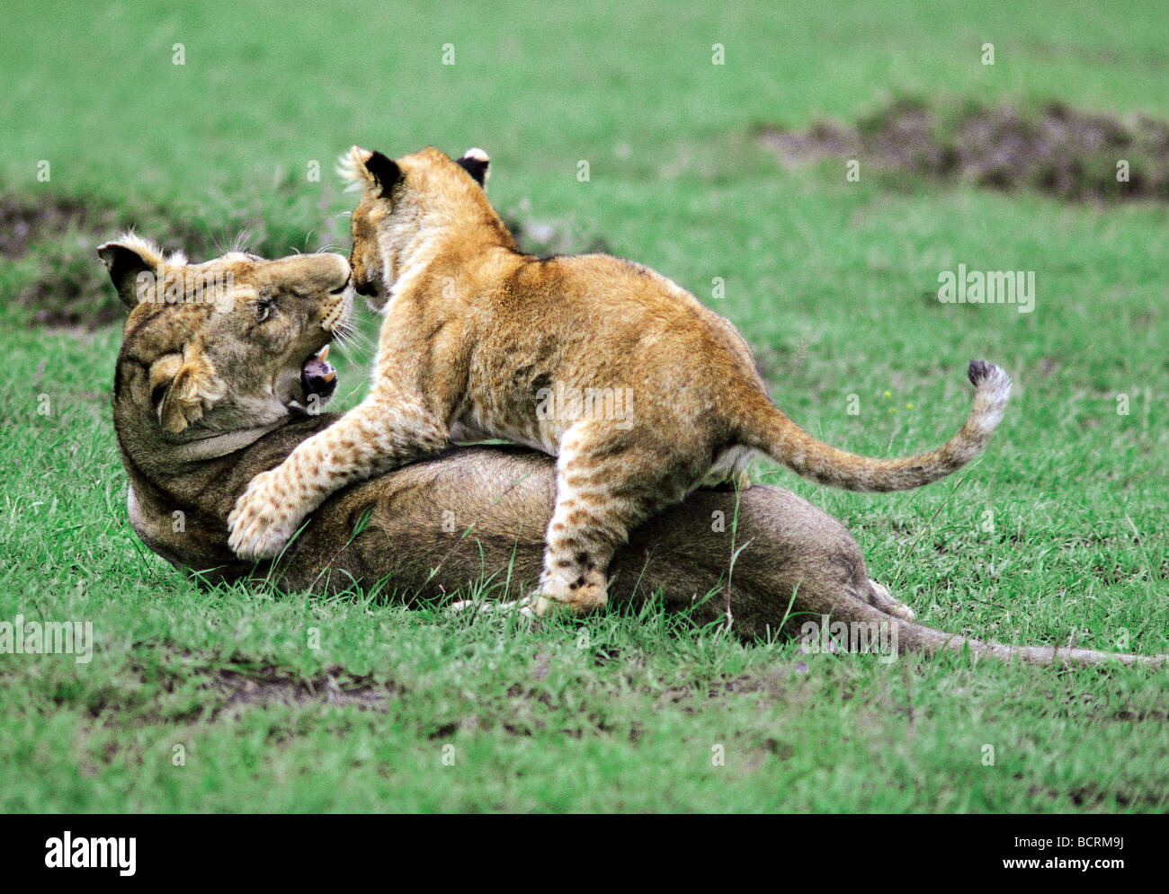 Sechs 6 Wochen alten Löwenjunges spielen auf die Hälfte gewachsen Löwe Masai Mara National Reserve Kenia in Ostafrika Stockfoto