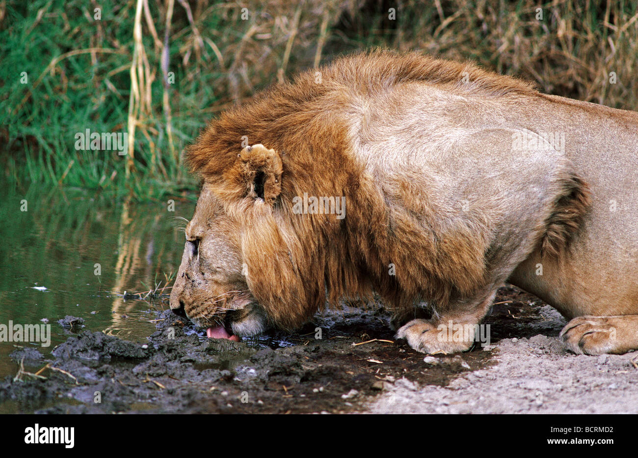 Männliche Löwen trinken am Bach aus Lake Magadi Serengeti Nationalpark Tansania Ostafrika Stockfoto