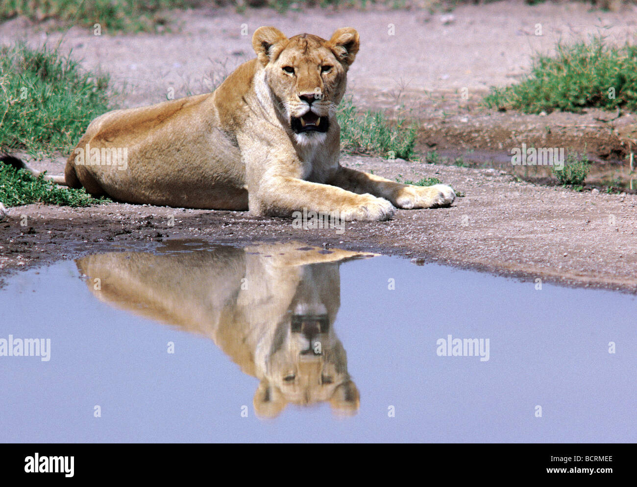 Löwin liegen am Rand des Pools mit Reflexion Serengeti Nationalpark Tansania Ostafrika Stockfoto