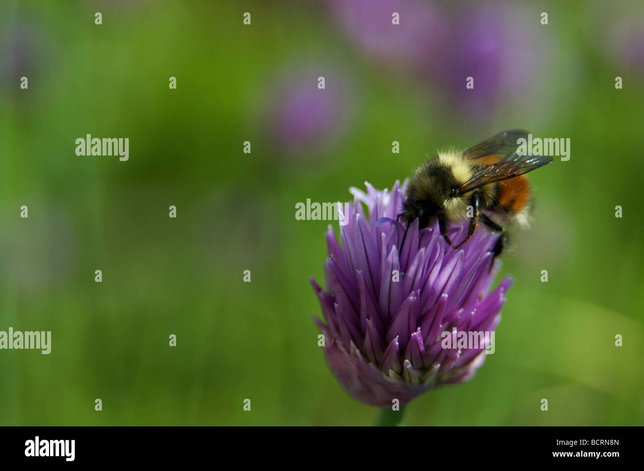Biene bei der Arbeit in einem Kräutergarten Stockfoto