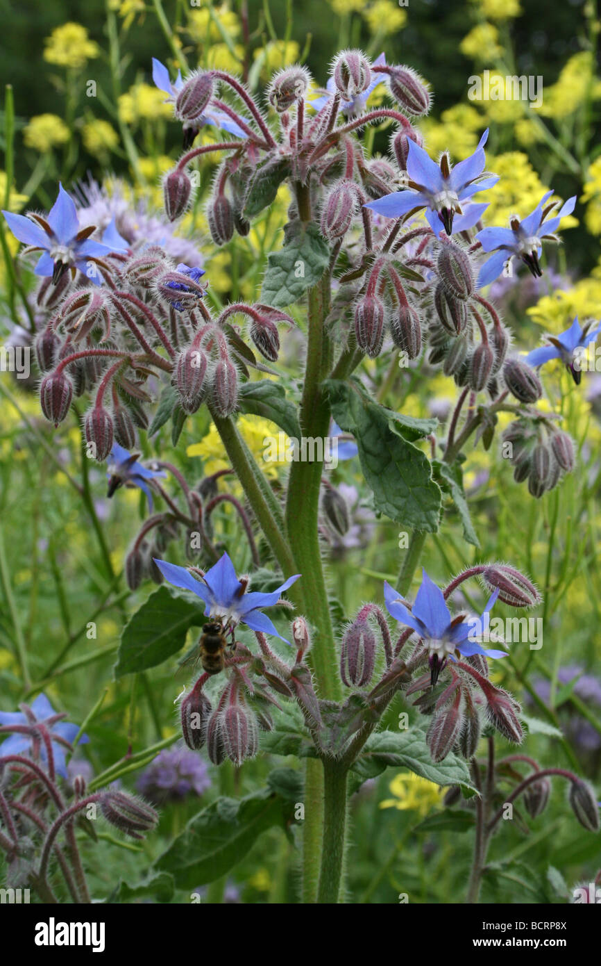 Borretsch Borrango Officinalis genommen In Croxteth Hall Walled Garden, Liverpool, England, UK Stockfoto