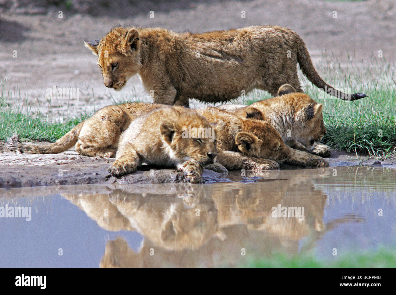 Vier 4 Löwenbabys auf Seite der Pool vier 4 Löwenbabys im Serengeti Nationalpark Tansania Ostafrika Beckenrand Stockfoto