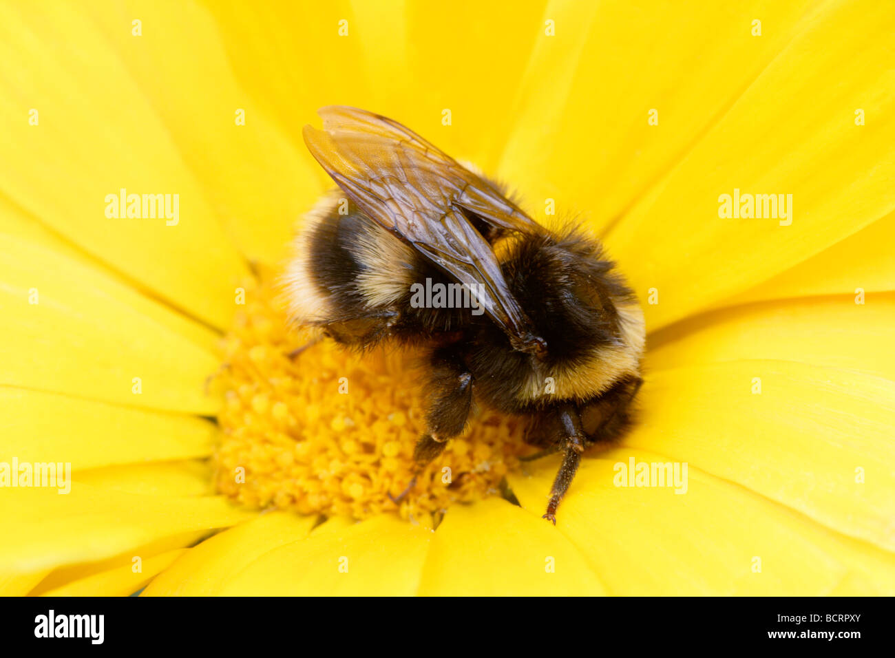 White-tailed Hummel (Bombus Lucorum) gelbe Blume Stockfoto