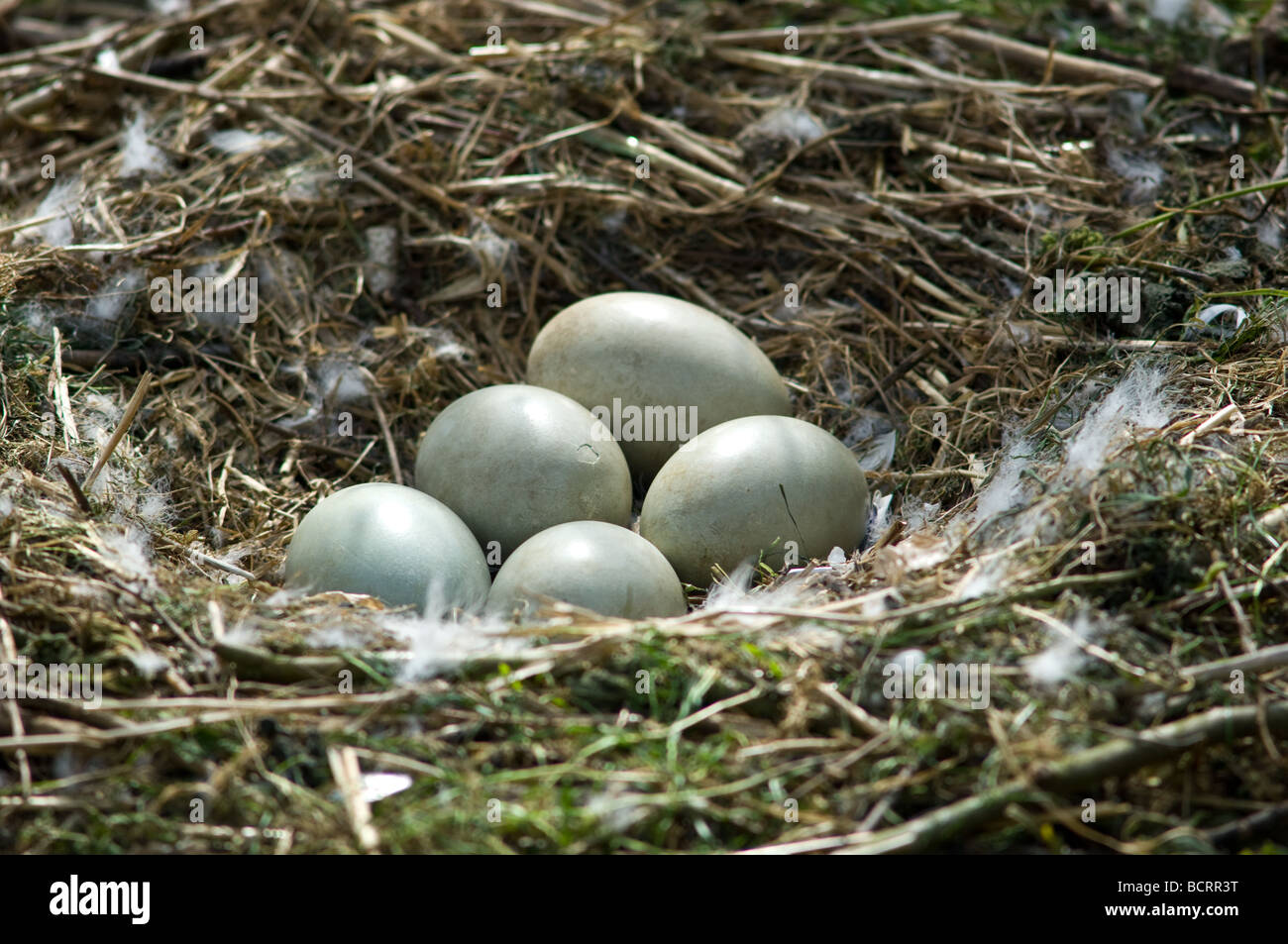 Weibliche Schwan Bewachung und ihren Eiern ausbrüten Stockfoto