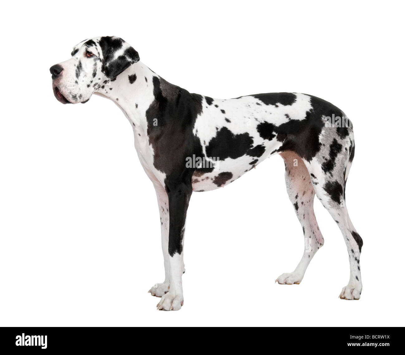 Deutsche Dogge, 4 Jahre alt, vor weißem Hintergrund, Studio gedreht Stockfoto