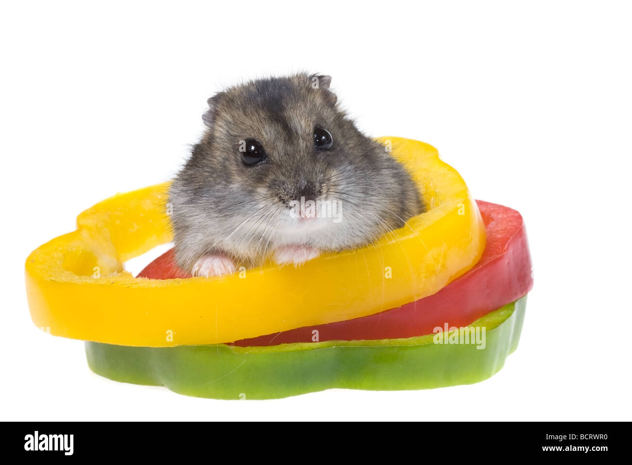 Zwerg-Hamster Nahaufnahme isoliert auf weißem Hintergrund Stockfoto