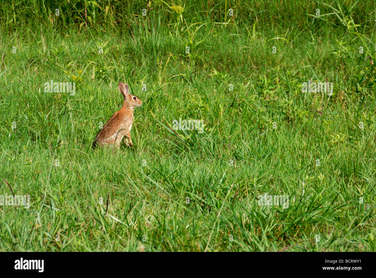 Wildkaninchen in ein offenes Feld Stockfoto