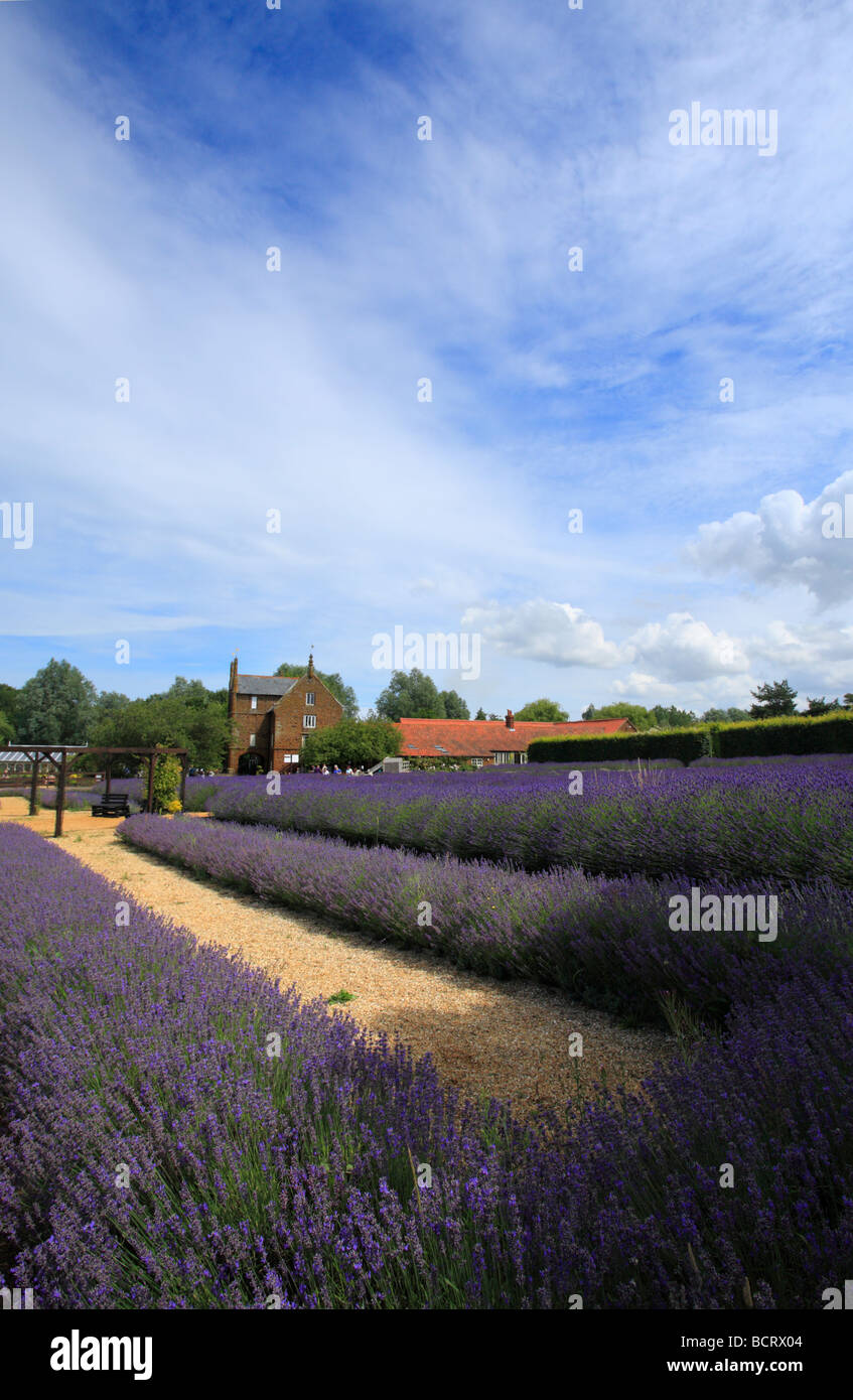 Norfolk Lavender Farm bei Caley Mill, Heacham. Stockfoto