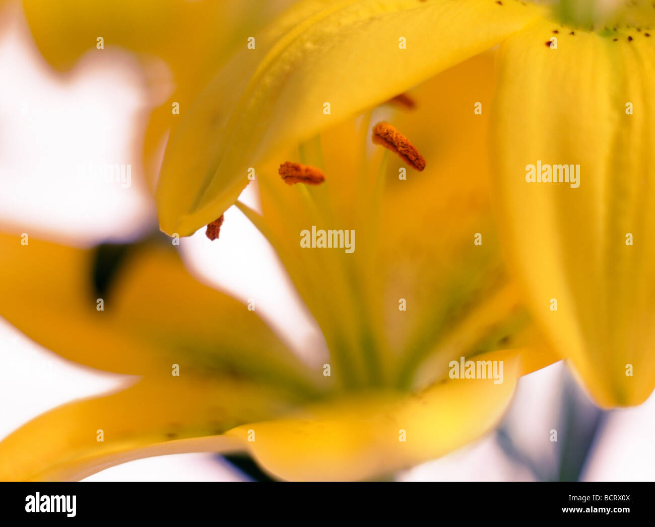 Frische und elegante helle gelbe Lilie Kunstfotografie Jane Ann Butler Fotografie JABP355 Stockfoto