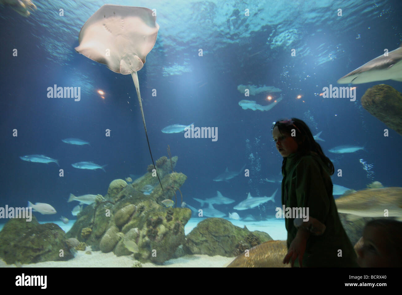 Junges Mädchen Blick auf Fische im aquarium Stockfoto
