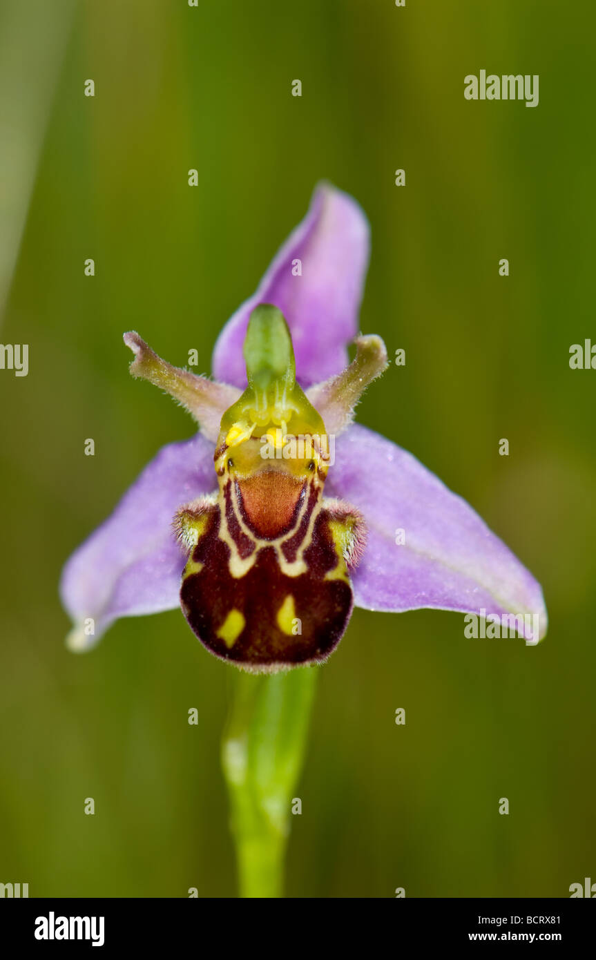 Nahaufnahme der eine Biene Orchidee auf einer englischen Wiese Stockfoto