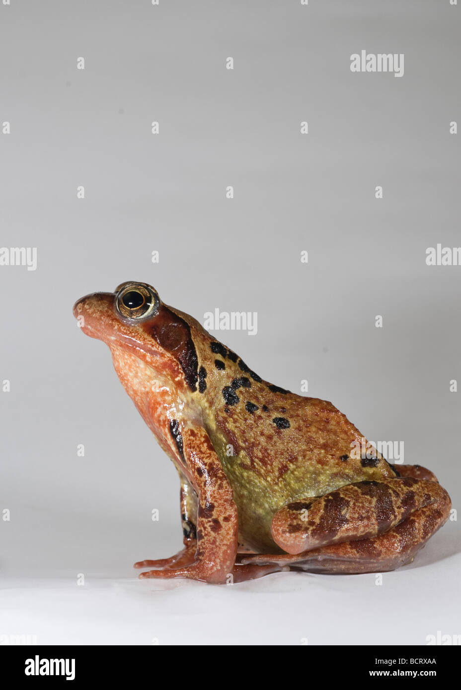 Gemeinsamen Frosch Rana Temporaria im Studio aufgenommen. Stockfoto