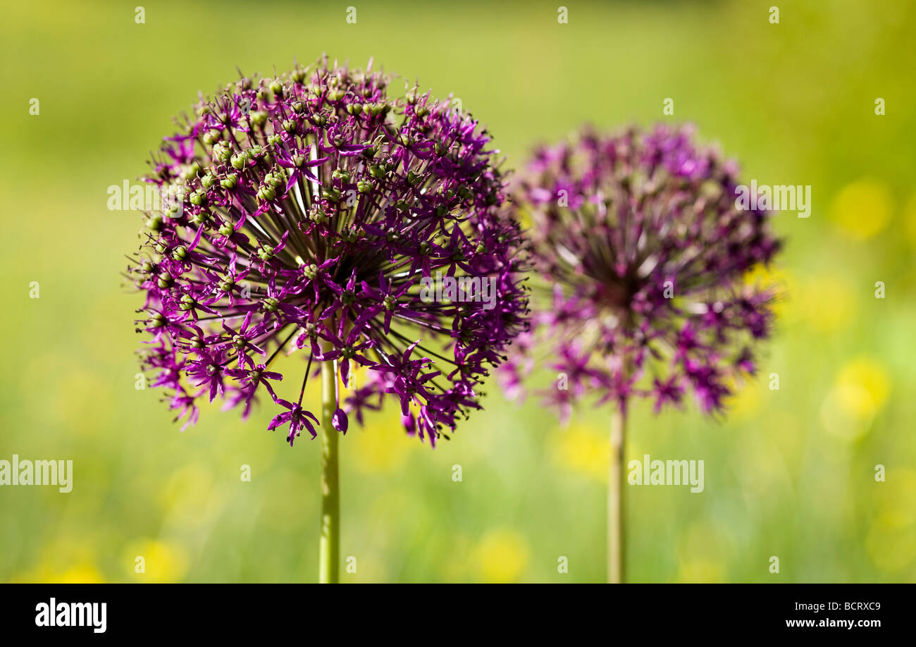 Allium Purple Sensation Stockfoto