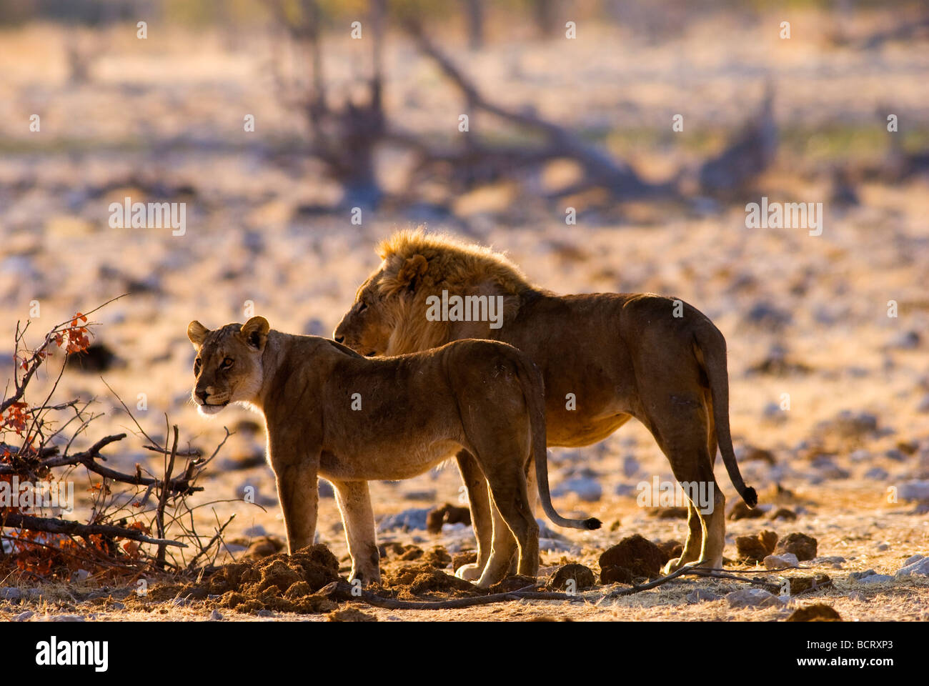Löwe (Panthera leo) und Löwin im Goas Waterhole Etosha National Park, Namibia Stockfoto