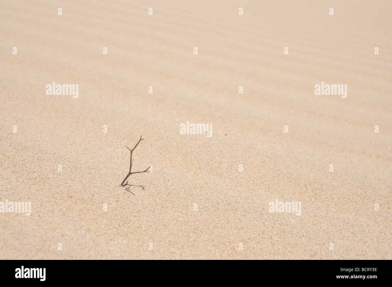 Wüstenpflanze im Sand der Dünen. Kanarischen Insel Fuerteventura, Spanien Stockfoto