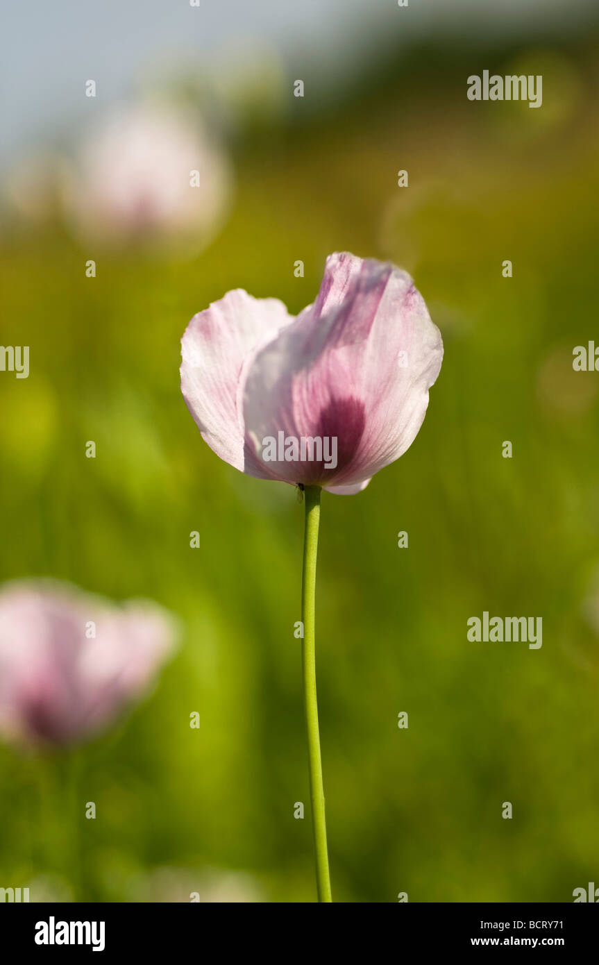 ​Multiple Werte Stockfoto