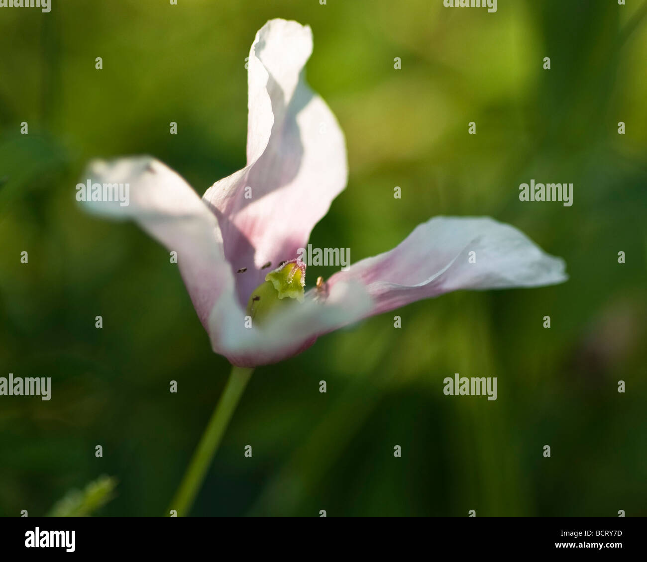 ​Multiple Werte Stockfoto