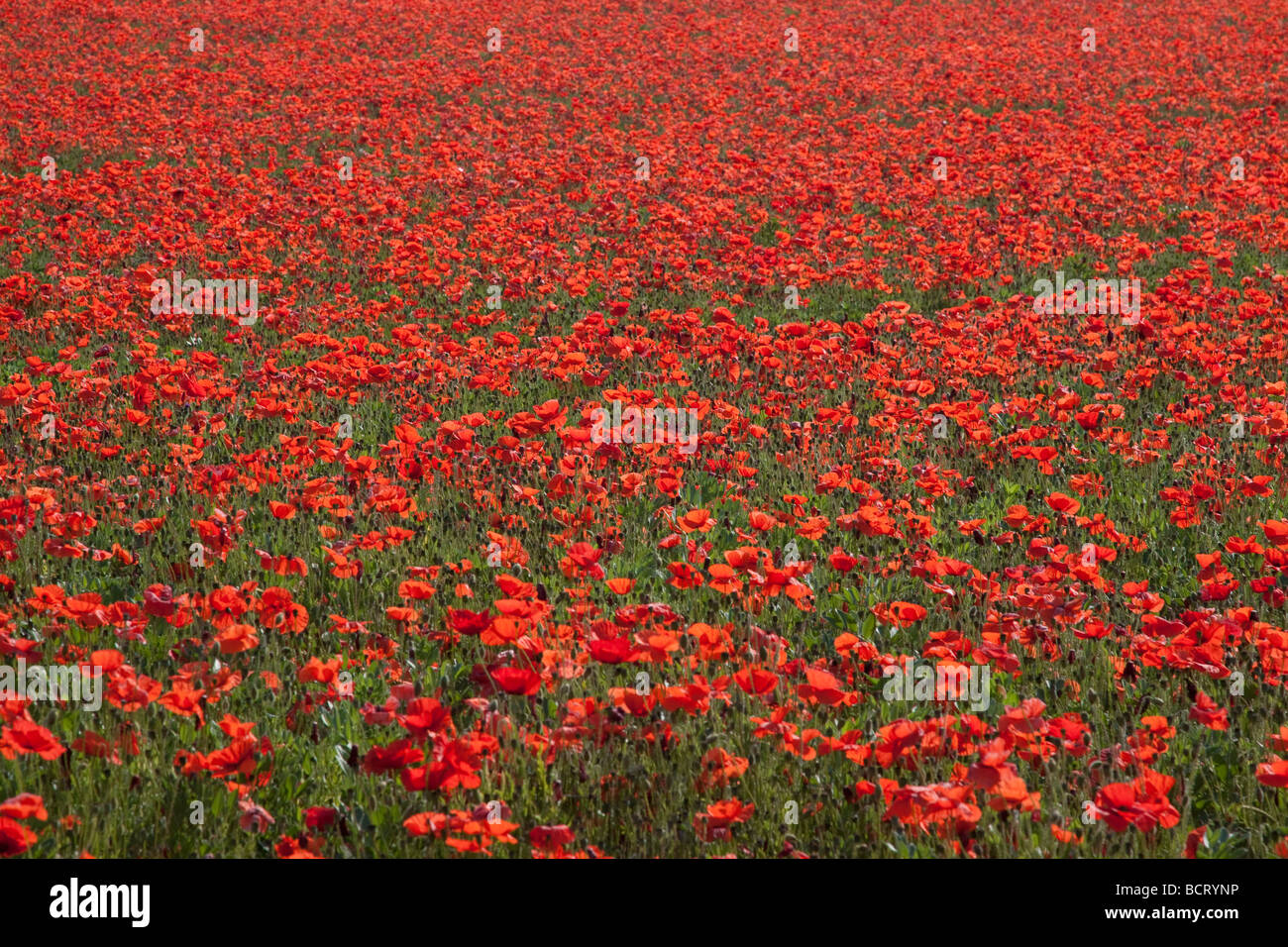 Sonnenbeschienene mohnblumen -Fotos und -Bildmaterial in hoher ...