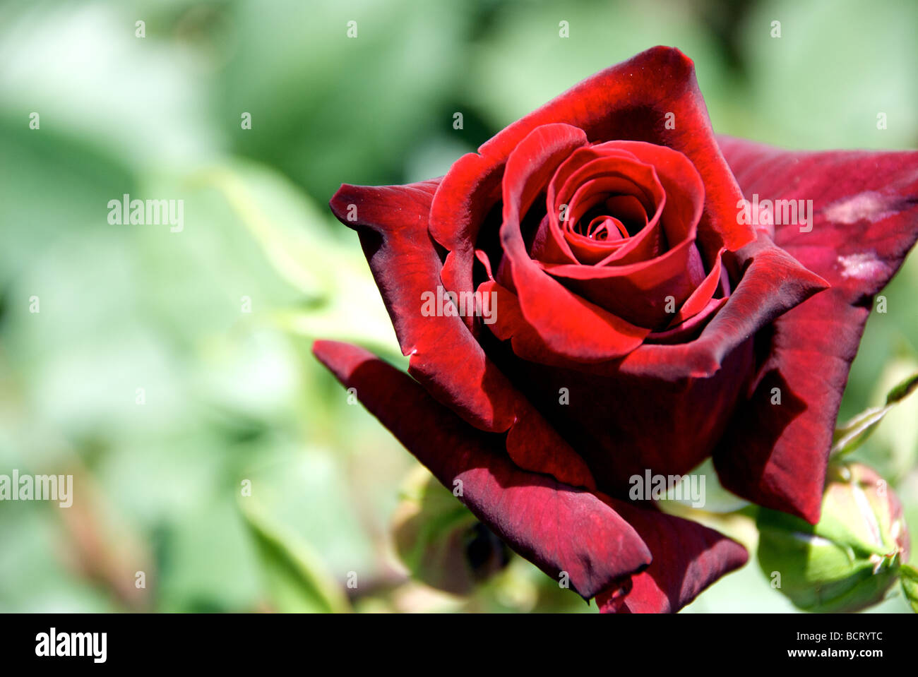 rote rose mit weichen Hintergrund Stockfoto