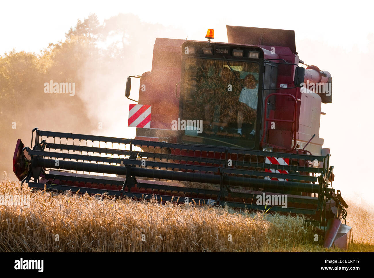 Case International 1660 Mähdrescher - Ernte von Getreide und Staubbelastung, Sud-Touraine, Frankreich. Stockfoto
