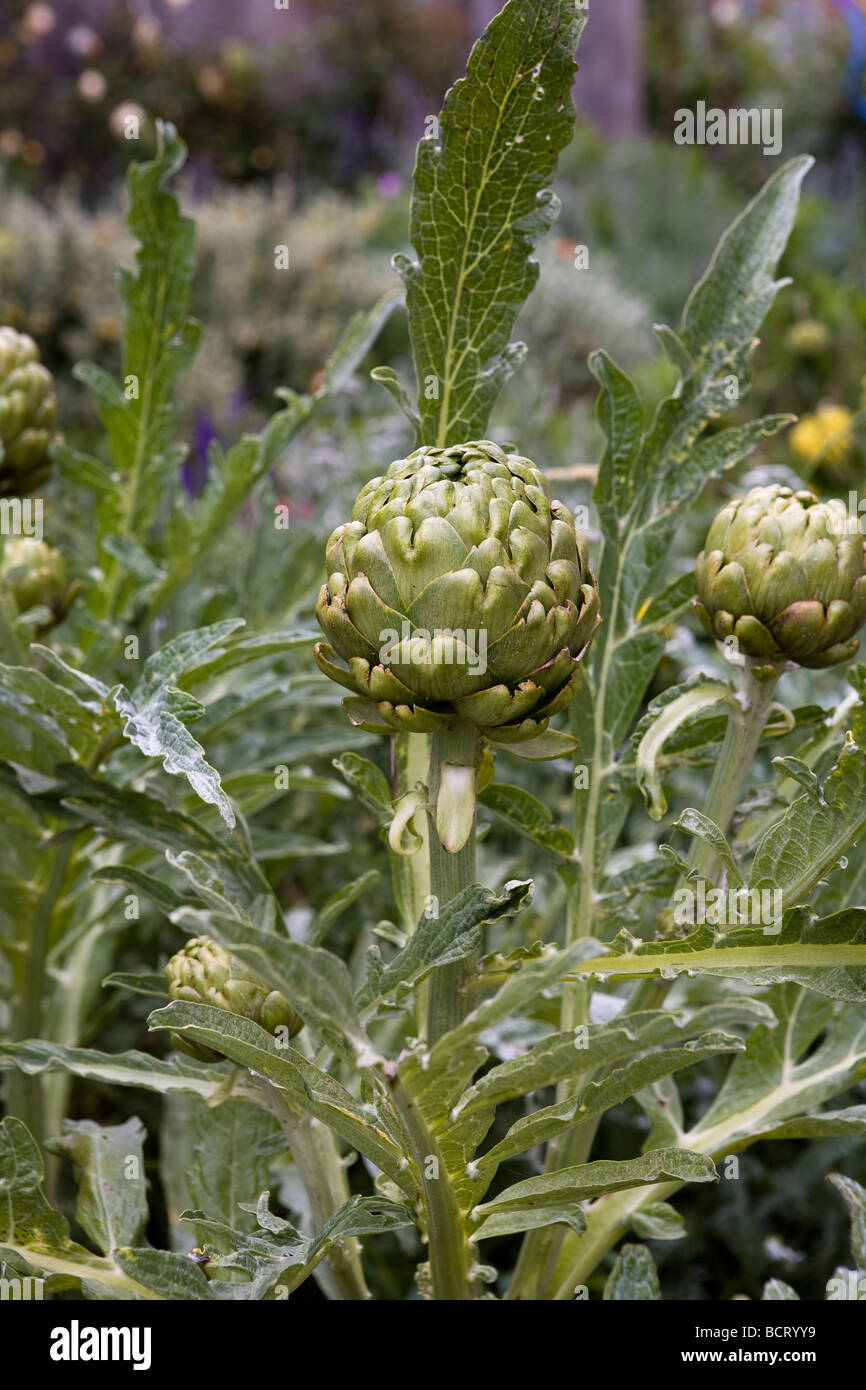 Edible plant Fotos und Bildmaterial in hoher Auflösung Alamy