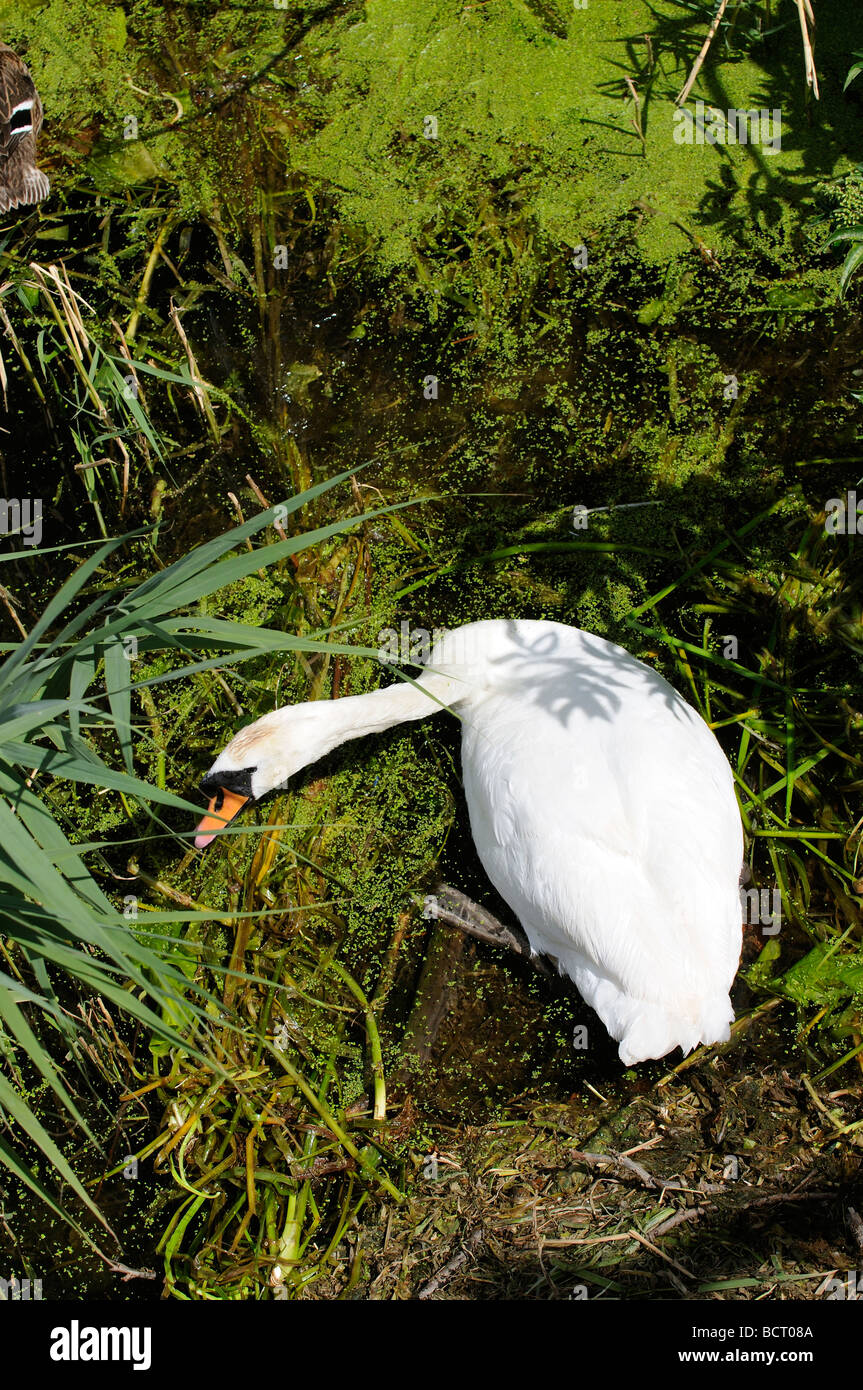 Mute Swan River Unkraut, ihr Nest Fluss Nene Thruxton Northamptonshire England UK remake bewegen Stockfoto