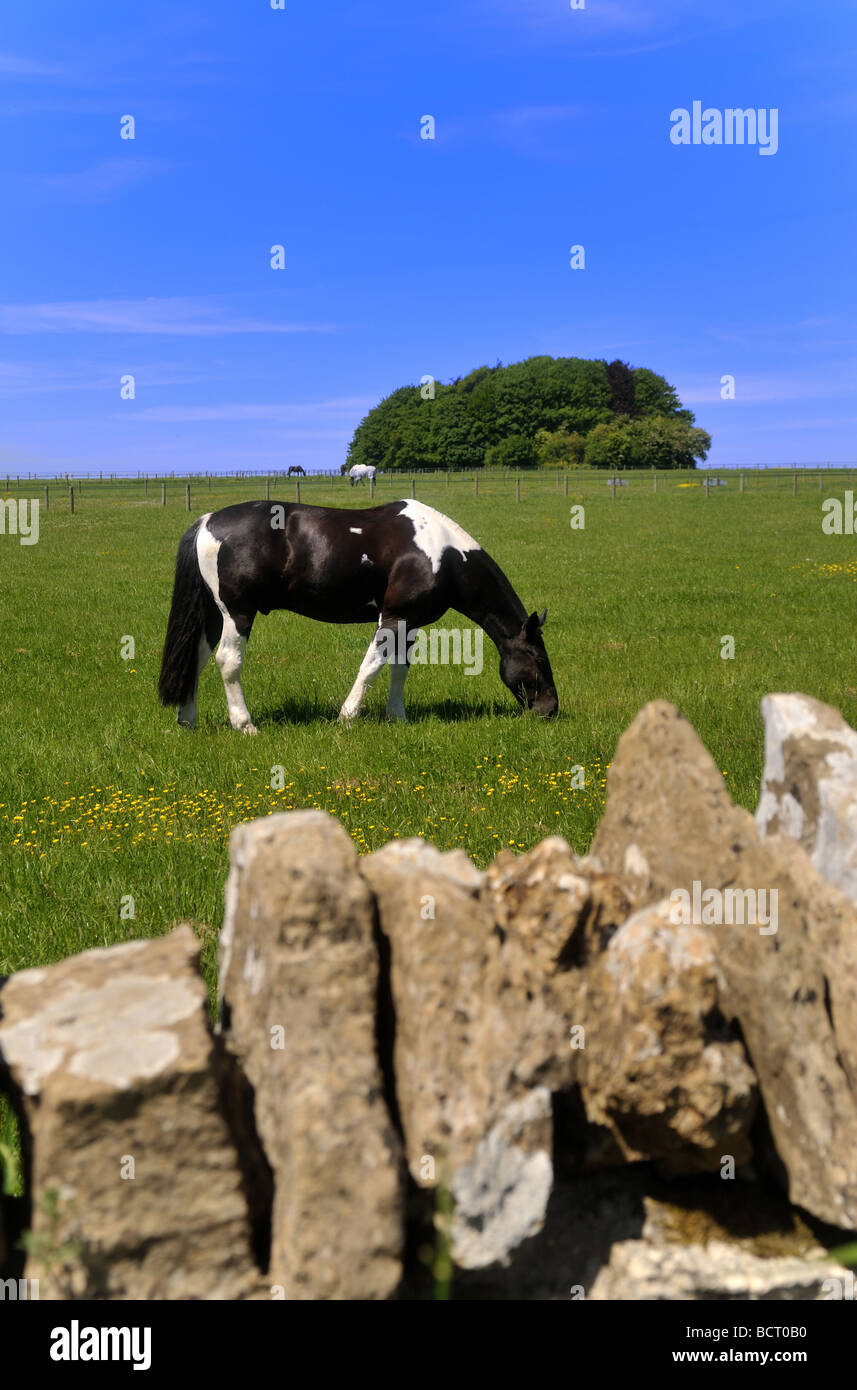 Pferd im Feld in der Nähe von Engalnd, UK, Cotswolds, Gloucestershire, Guiting Power. Stockfoto