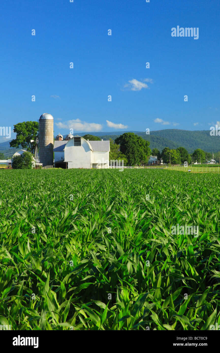 Junger Mais auf Bauernhof in der Nähe von Dayton im Shenandoah Valley Virginia Stockfoto