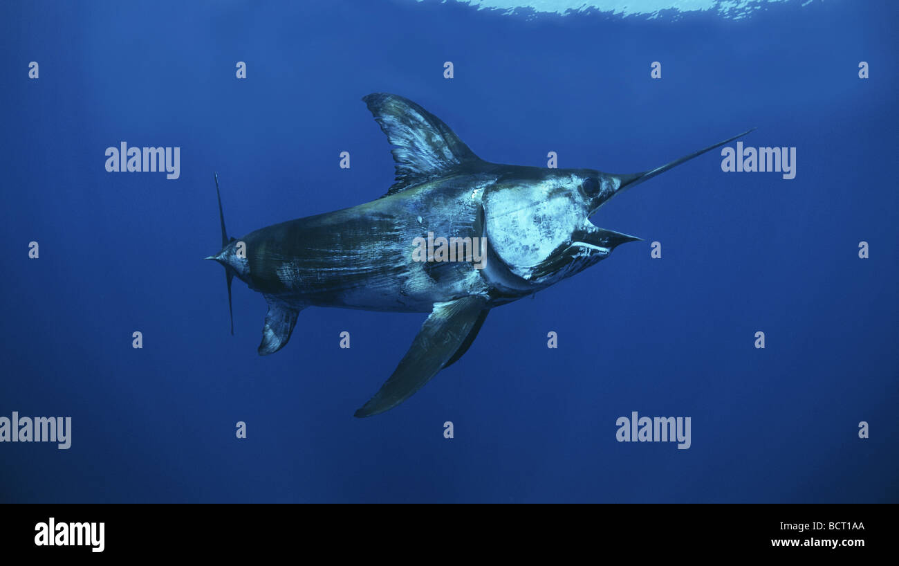 der-schwertfisch-fotos-und-bildmaterial-in-hoher-aufl-sung-alamy