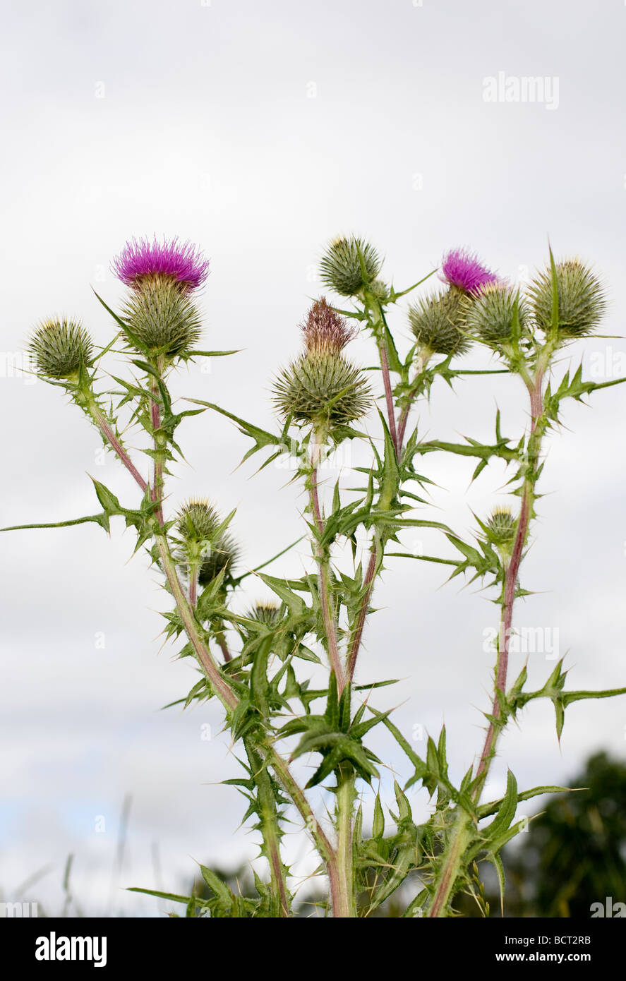 Eine Distel wachsen in einem schottischen Feld. Stockfoto Eine Distel wachsen in einem schottischen Feld. Stockfoto
