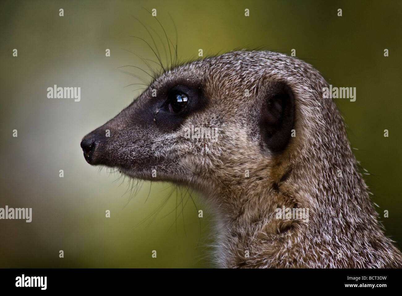 Wild Meerkat Bristol Zoo aus der Nähe Stockfoto
