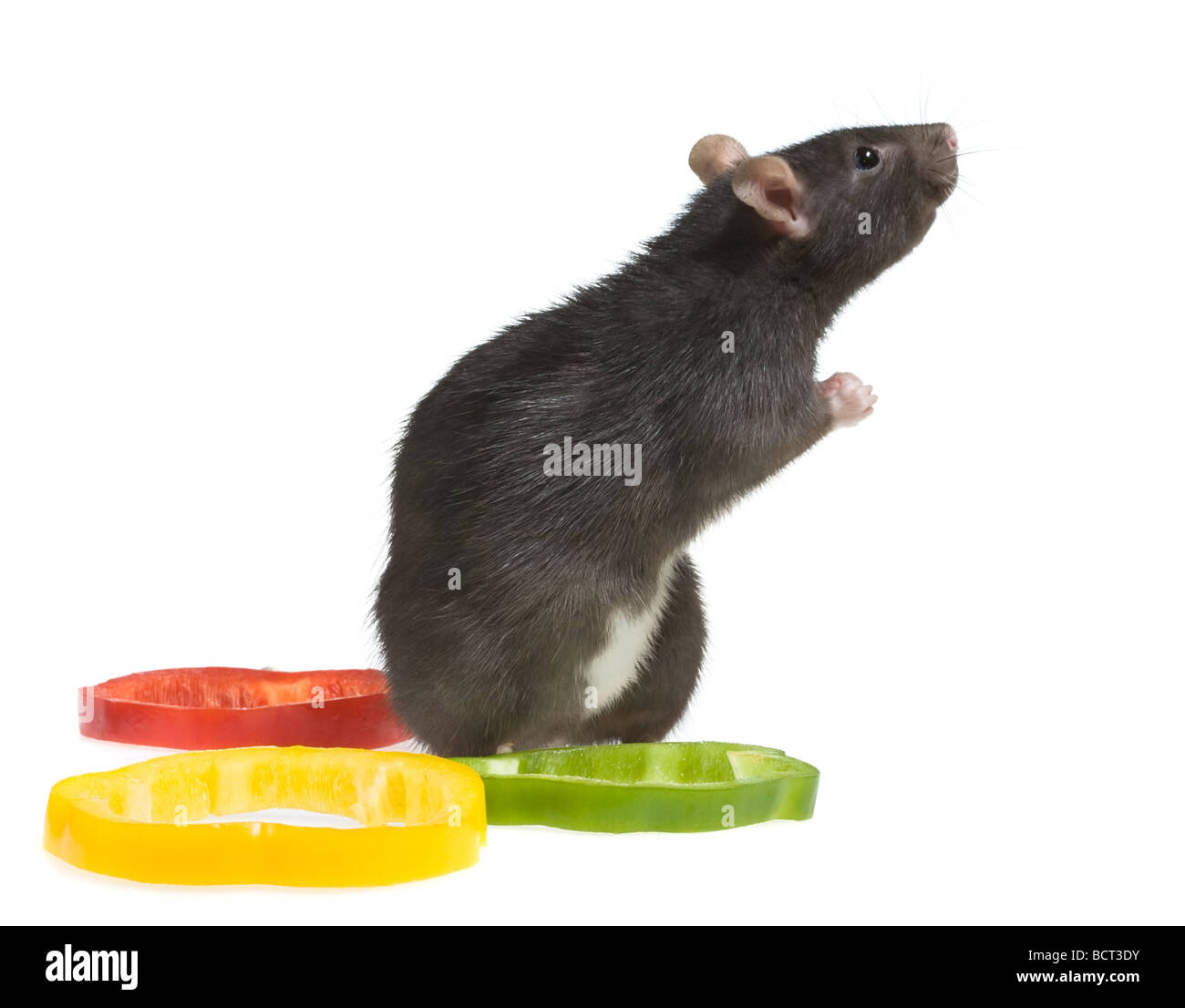 beten Ratte close up isoliert auf weißem Hintergrund Stockfoto