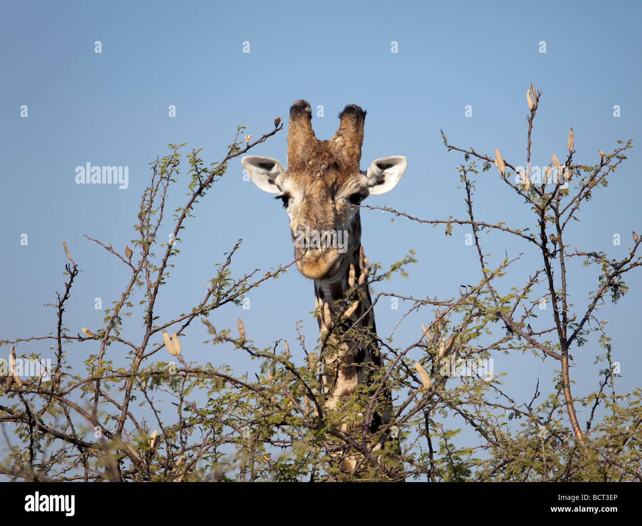 South African Giraffe Männerkopf mit Blick auf einer Akazie Stockfoto