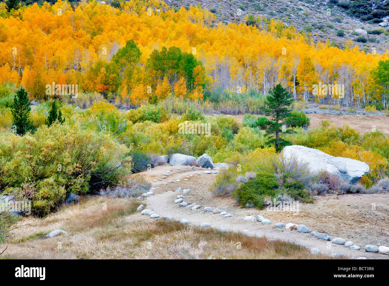 Felsenweg mit fallen farbige Espen Inyo National Forest östlichen Sierras Kalifornien Stockfoto
