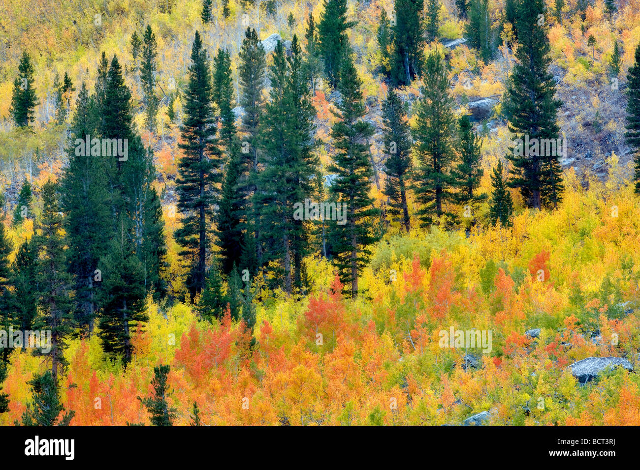 Mischwald der Espen im Herbst Farben und Tannen Inyo National Forest Kalifornien Stockfoto