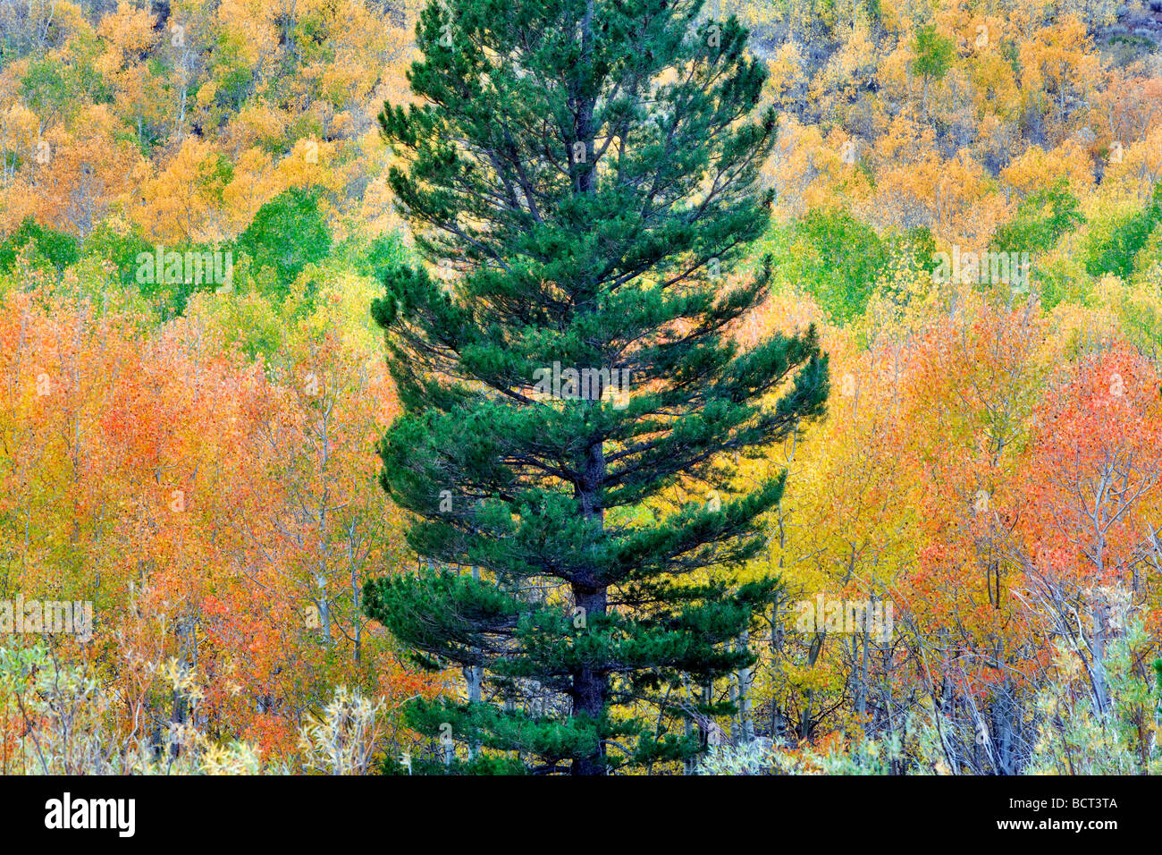 Mischwald der Espen im Herbst Farben und Tannen Inyo National Forest Kalifornien Stockfoto