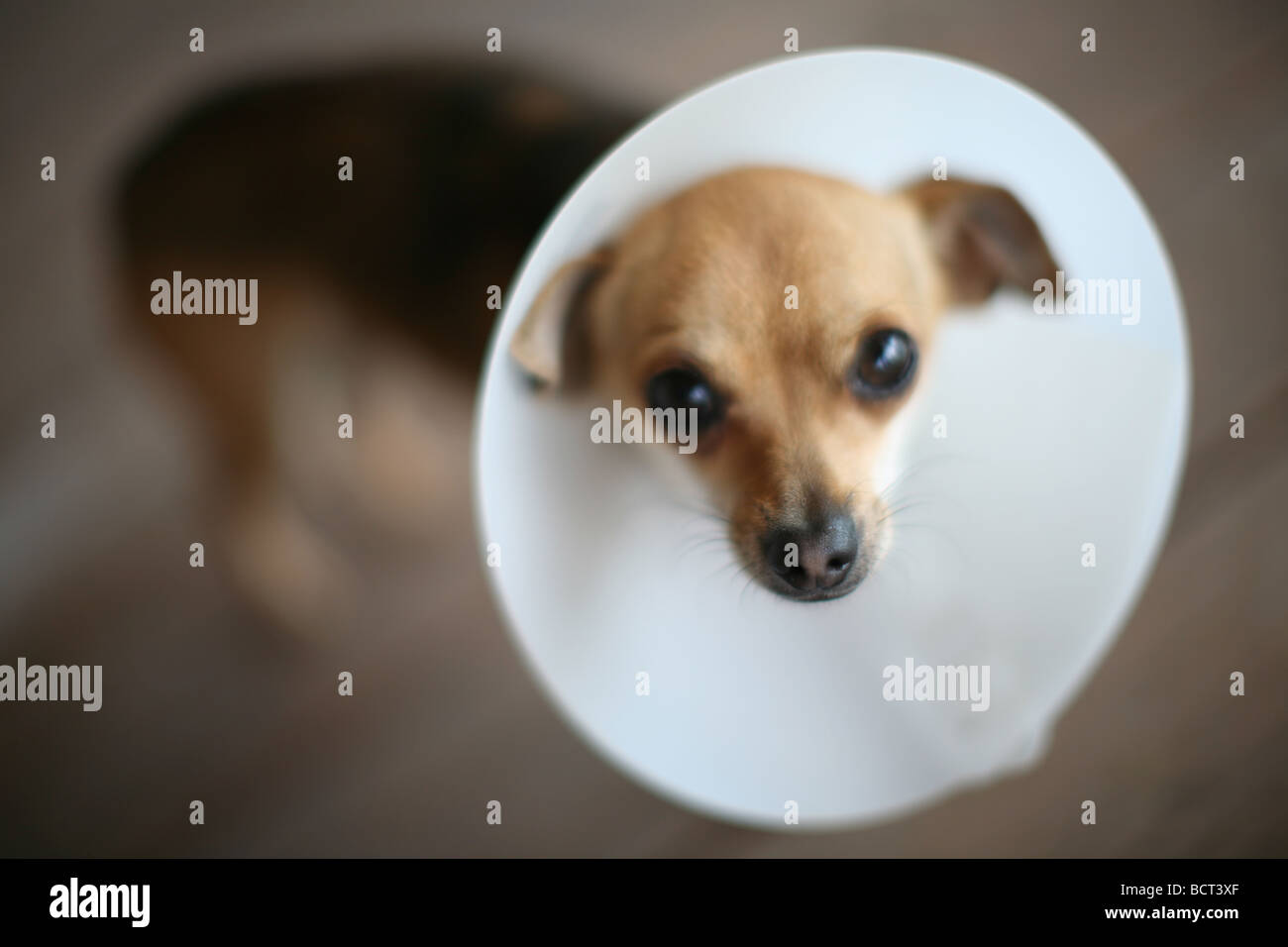 Porträt von Chihuahua Hund mit Konus auf Kopf Stockfoto