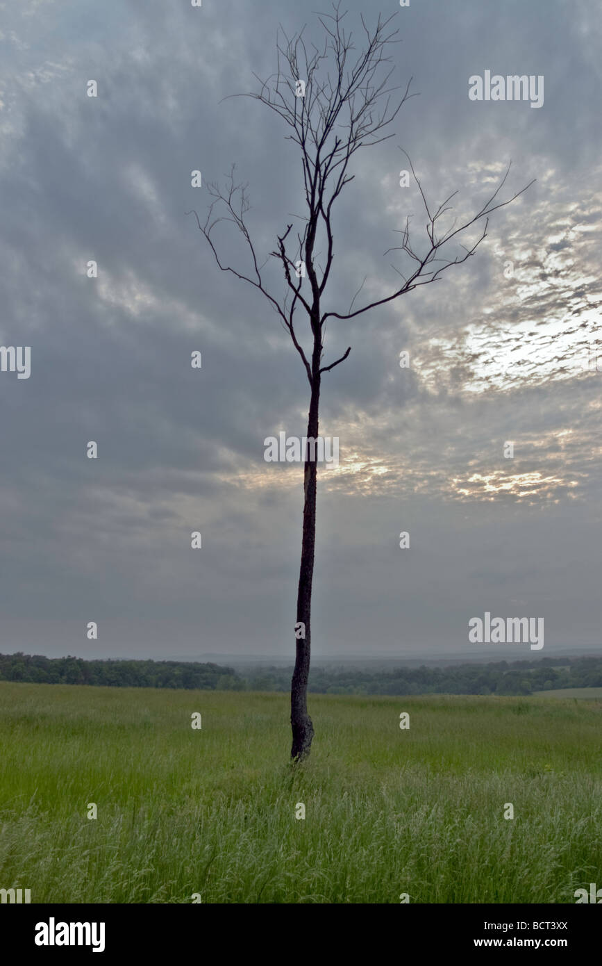 Ein kleiner dünner Baum in einem Feld im Laufe des Tages Stockfoto