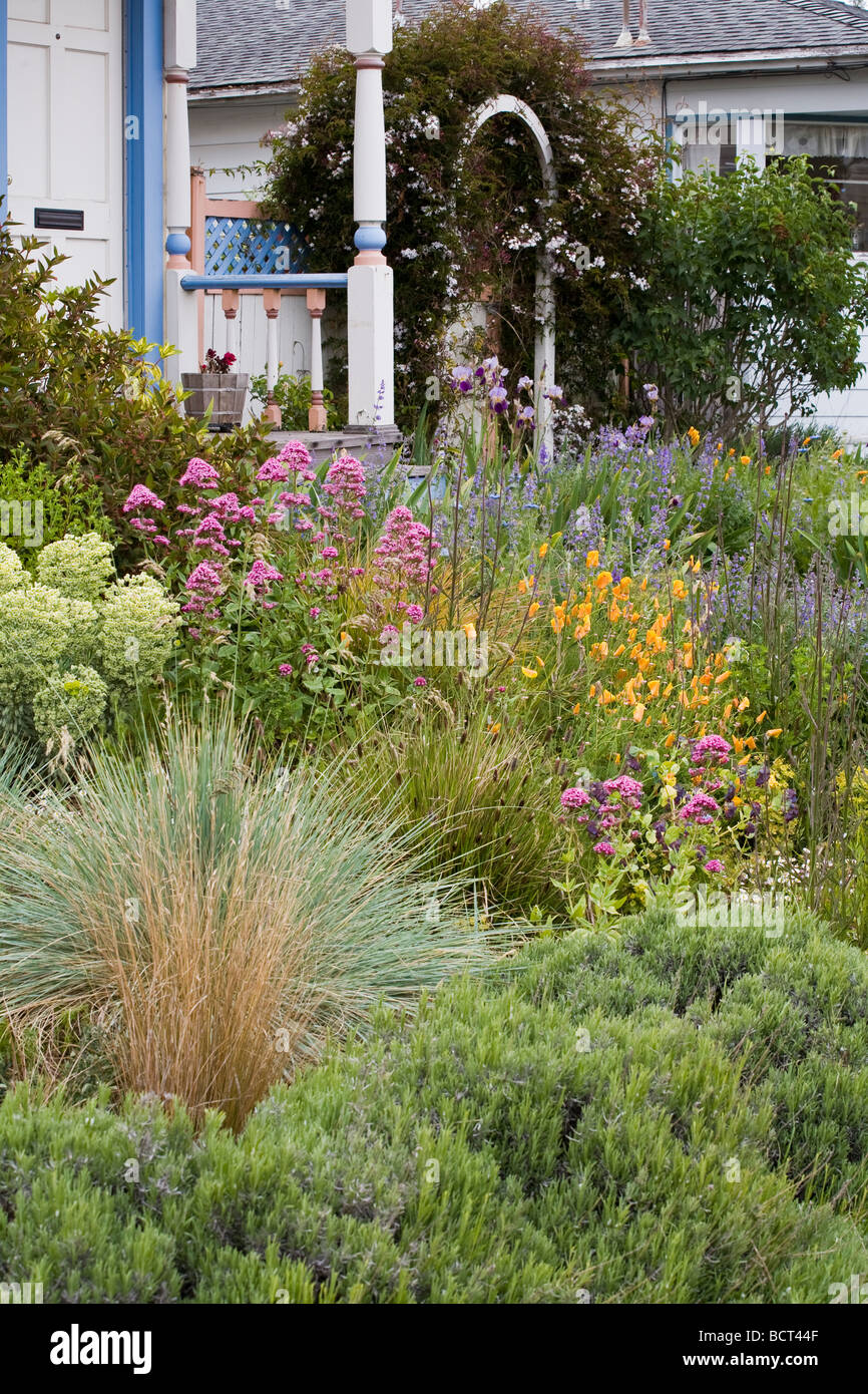 Amy Stewart s kein Rasen blühende mehrjährige Garten Vorgarten mit Ziergräsern Stockfoto
