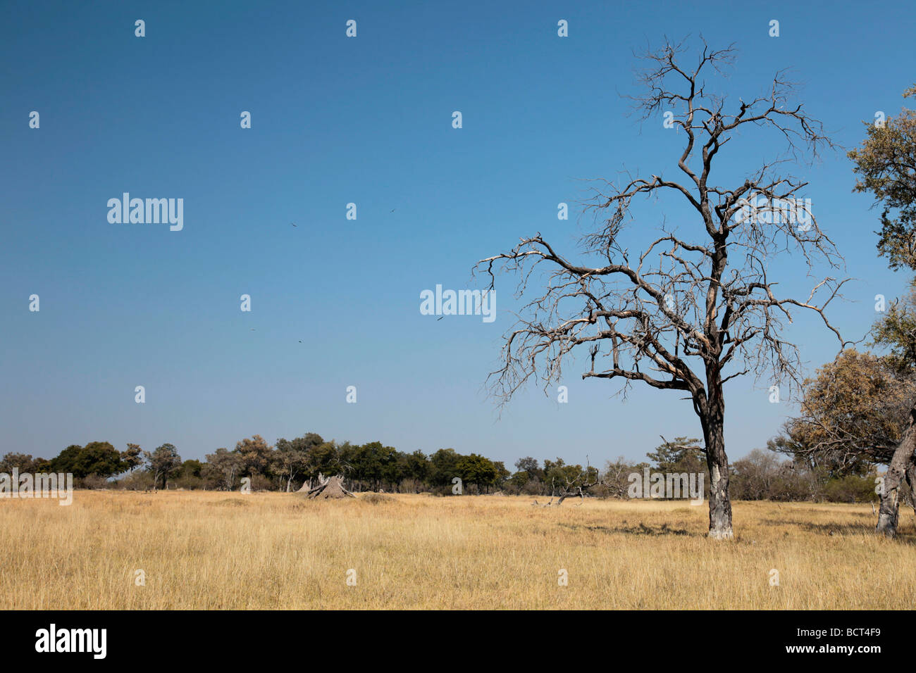 Afrikanischen Baum mit Kopie Raum Stockfoto