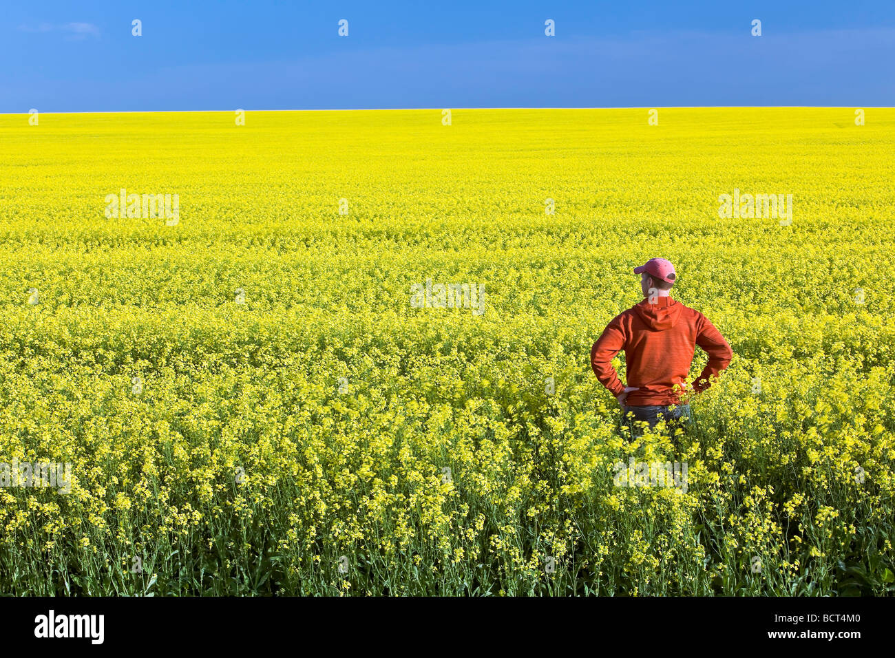 Landwirt Blick auf Raps Feld, Pembina Valley, in der Nähe von Treherne, Manitoba, Kanada. Stockfoto