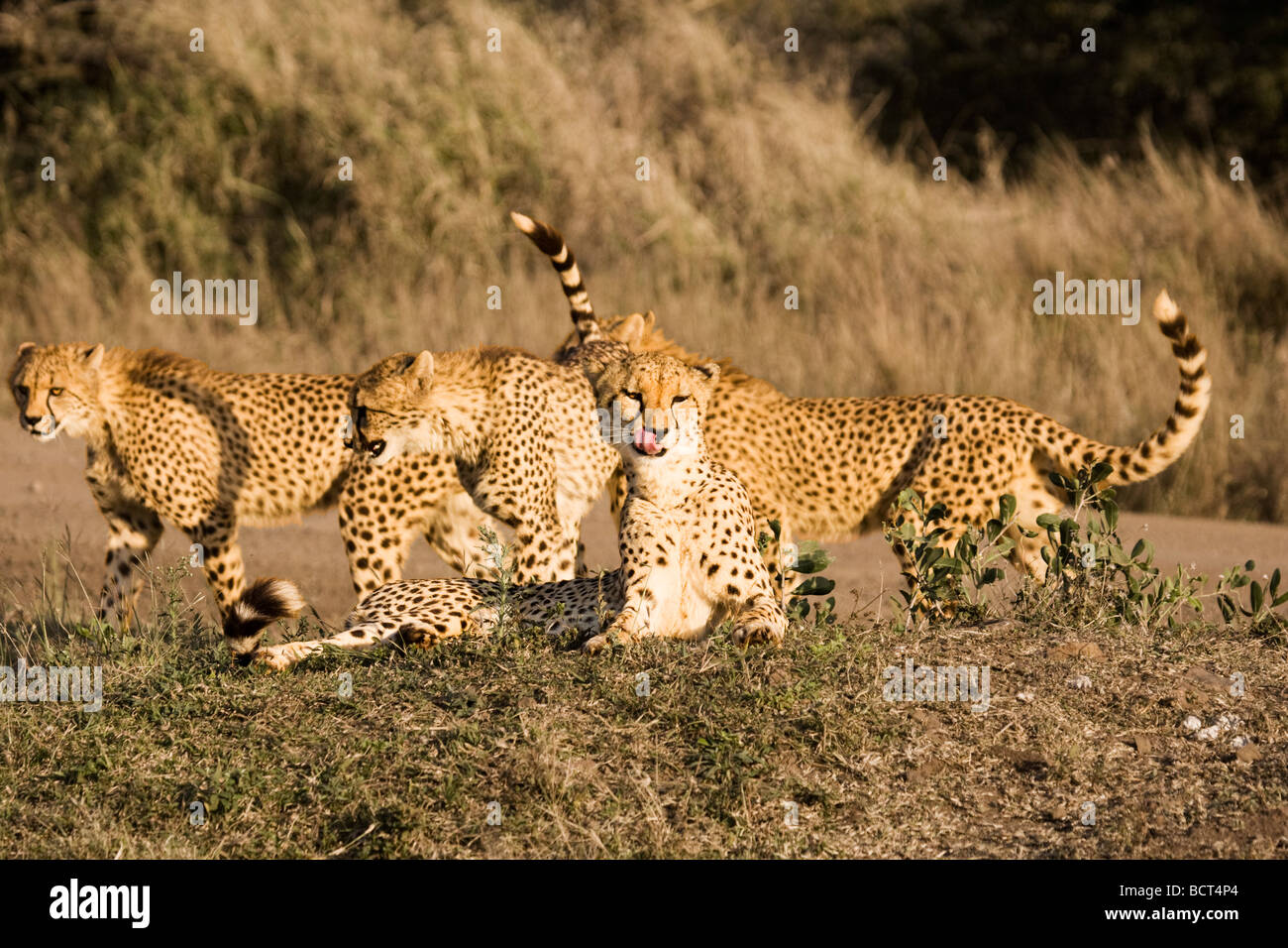Vier junge Geparden spielen zusammen wie auf Safari in Südafrika gesehen. Stockfoto