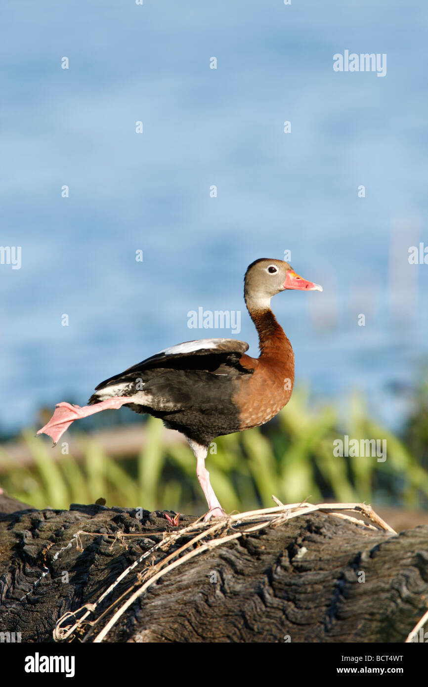 Schwarzbäuchigen Pfeifen Ente Stockfoto